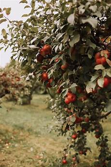 Apple Farming