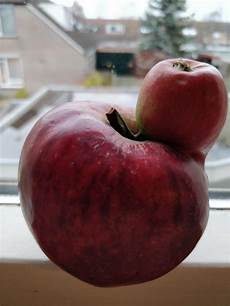 Grown Apple