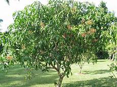 Apple Mango