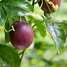 Apple Mango