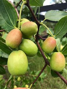 Apple Nursery