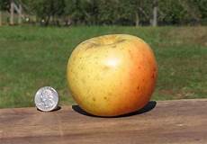 Apple Rootstocks