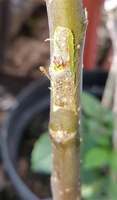 Apple Rootstocks