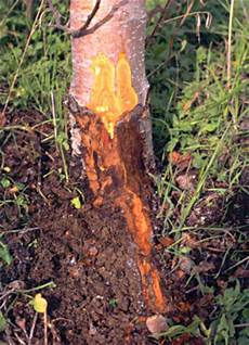 Apple Rootstocks