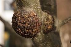 Apple Rootstocks