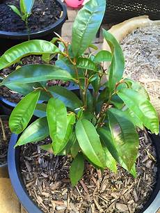 Apple Sapling