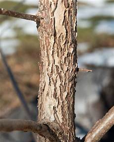 Apple Sapling