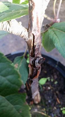 Apple Sapling