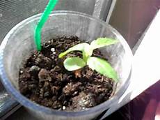 Apple Seedling