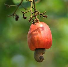Apple Seedlings
