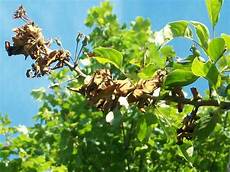 Apple Seedlings