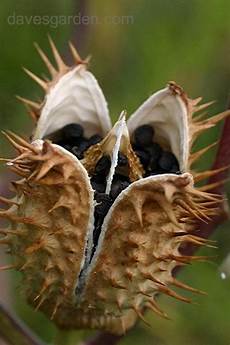 Apple Seeds