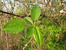 Apple Seeds