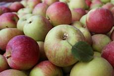 Apple Starking