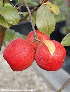 Apple Starking