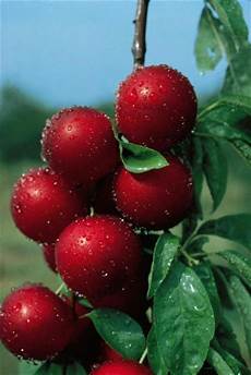 Apple Starking