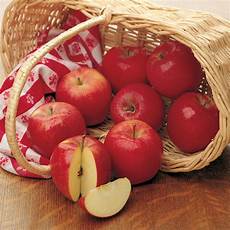 Apple Starking