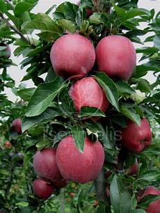 Apple Superchief