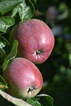Apple Tart
