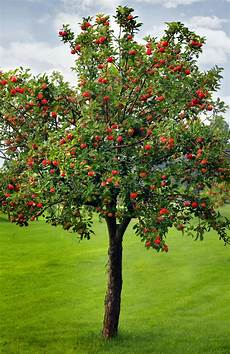 Apple Tree