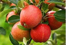 Apple Tree