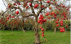 Apple Tree