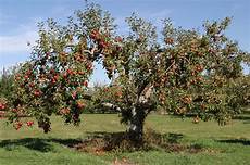 Apple Trees