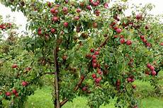 Apple Trees