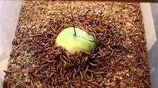 Apple Worm