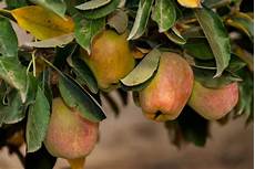 Apples Amasya