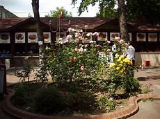 Apples Amasya