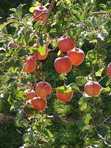 Apples Fuji