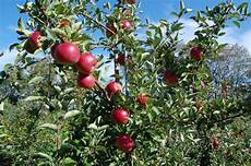 Apples Fuji