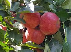 Apples Jeromine