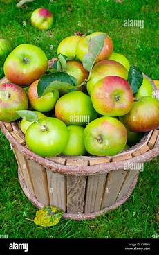Apples Jeromine