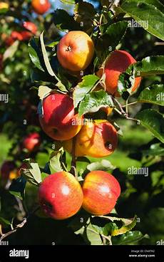 Apples Jeromine