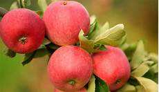 Apples Modi