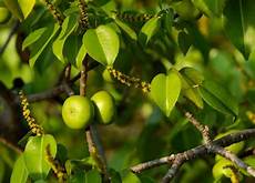 Apples Plants