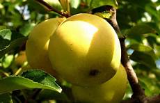 Apples Starking
