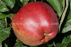 Apples Starking