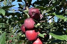 Apples Superchief