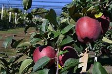 Apples Superchief