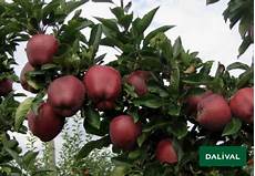 Apples Superchief