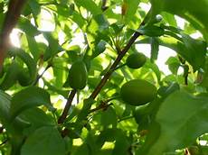 Baby Apple