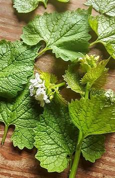 Biscuit Plants