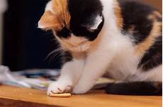 Biscuits Additives