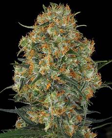 Black Cake