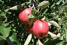 Braeburn Apple