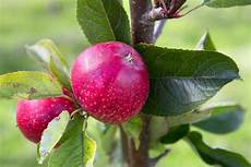Braeburn Apple