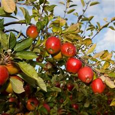 Braeburn Apples